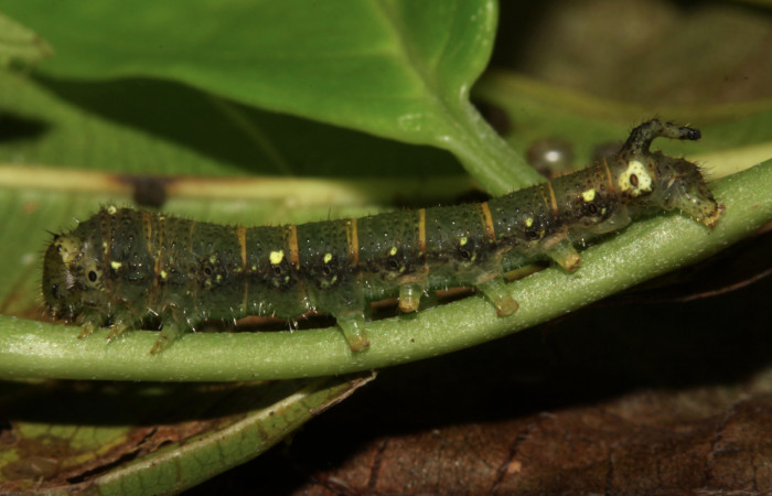 Fig.5 .Larva de <i>Quentalia chromana</i>. En posición lateral de 18mm de longitud. Voucher : 13-SRNP-31586-DHJ701876.jpg.