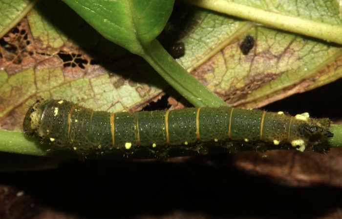 Fig.6. Larva de <i>Quentalia chromana</i>. En posición dorsal de 18mm de longitud Voucher : 13-SRNP-31586-DHJ701877.jpg.