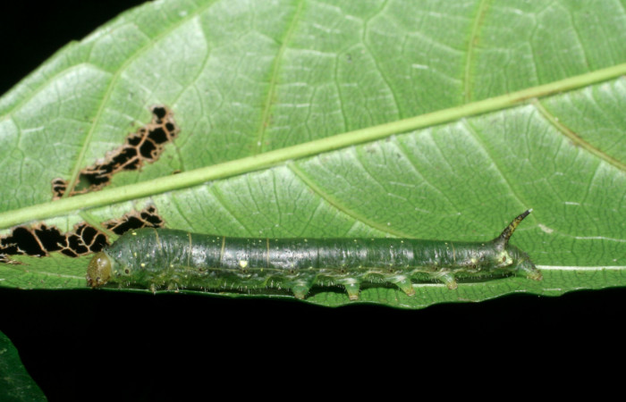 Fig.7. Larva de <i>Quentalia</i> chromanaDHJ01. En posición lateral de 28mm de longitud. Voucher : 08-SRNP-32104-DHJ445650.jpg.