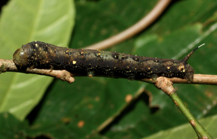 Fig.8. Larva de <i>Quentalia</i> chromanaDHJ01. En posición lateral de 31mm de longitud. Voucher : 11-SRNP-35730-DHJ489873.jpg.