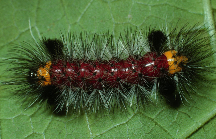 Figura 1. Larva <i>Cosmosoma zurcheri</i> (Erebidae), el dorso es color rojo con pelos blancos y negros, en la parte del cuello y atras es color amarillo, posición dorsal, mide 25 mm aproximadamente. Planta hospedera <i>Mikania guaco</i>, (Asteraceae). Voucher: 03-SRNP-11867-DHJ75915.jpg.