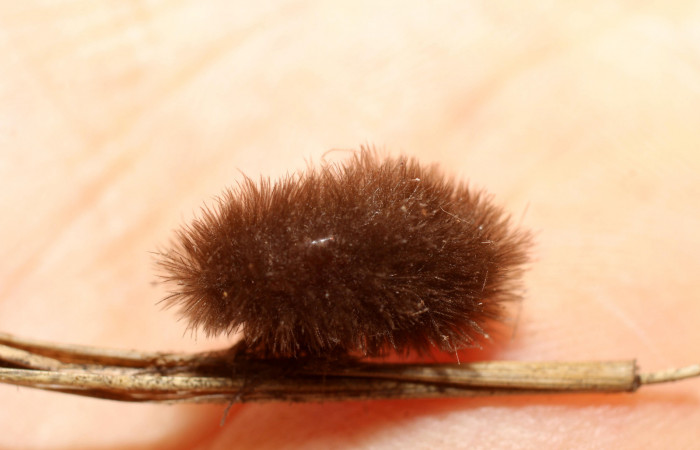 Figura 10. Puparios de Tachinidae eclosionado en <i>Cosmosoma zurcheri</i> (Erebidae), color café. Voucher: 13-SRNP-41253-DHJ499122.jpg.