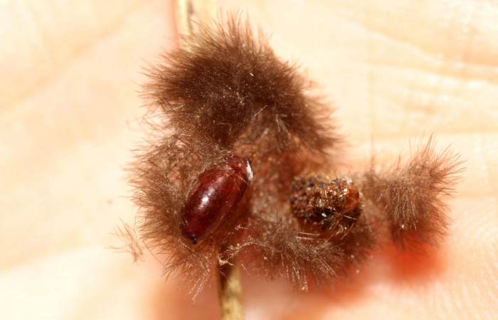 Figura 11. Puparios de Tachinidae eclosionado en <i>Cosmosoma zurcheri</i> (Erebidae), color café. Voucher: 13-SRNP-41253-DHJ499123.jpg.