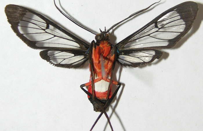 Figura 13. Adulto hembra <i>Cosmosoma zurcheri</i> (Erebidae), posición ventral. mide 36mm. Voucher: 08-SRNP-40555-DHJ504983.