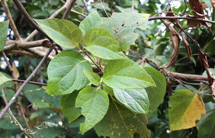 Figura 14. Planta hospedera, bejuco parte enfocada has <i>Mikania guaco</i> (Asteraceae), donde se alimenta la larva <i>Cosmosoma zurcheri</i> (Erebidae). Foto tomada por Jose Pérez, Estacion biológica Caribe, 11 mayo 2022.