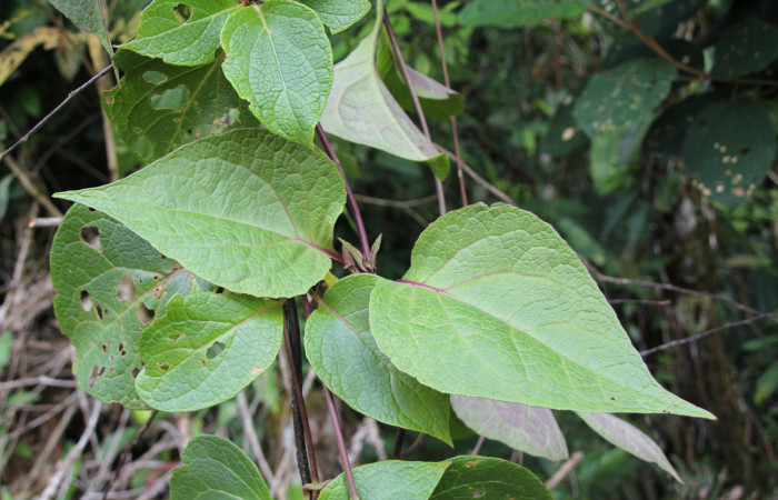 Figura 15. Planta hospedera, bejuco parte enfocada has <i>Mikania guaco</i> (Asteraceae), bejuco donde se alimenta la larva <i>Cosmosoma zurcheri</i> (Erebidae). Foto tomada por Jose Pérez, Estacion biológica Caribe, 11 mayo 2022.
