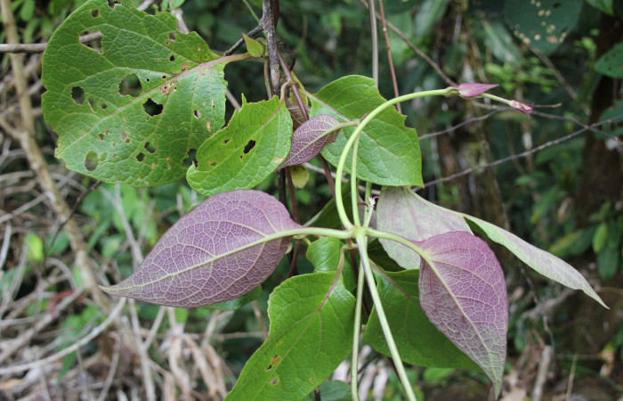 Figura 16. Planta hospedera, bejuco parte enfocada envés <i>Mikania guaco</i> (Asteraceae), bejuco donde se alimenta la larva <i>Cosmosoma zurcheri</i> (Erebidae). Foto tomada por Jose Pérez, Estacion biológica Caribe, 11 mayo 2022.
