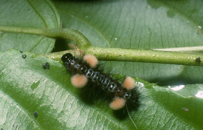 Figura 17. Larva <i>Cosmosoma hercyna</i> (Erebidae), piel color negro, pelos negros en todo el cuerpo, cuatro mechones cremas en laterales, cabeza negra mide 15 mm aproximadamente. Planta hospedera <i>Lozania pittieri</i> (Lacistemataceae).Voucher: 04-SRNP-42629-DHJ87229.jpg.