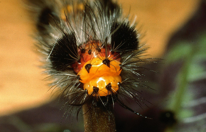 Figura 2. Larva <i>Cosmosoma zurcheri</i> (Erebidae), el dorso es color rojo con pelos blancos y negros, en la parte de atrás y el cuello es amarillo, posición frontal cabeza, mide 25 aproximadamente. Planta hospedera <i>Mikania guaco</i>, (Asteraceae). Voucher: 03-SRNP-11869-DHJ75926.jpg.