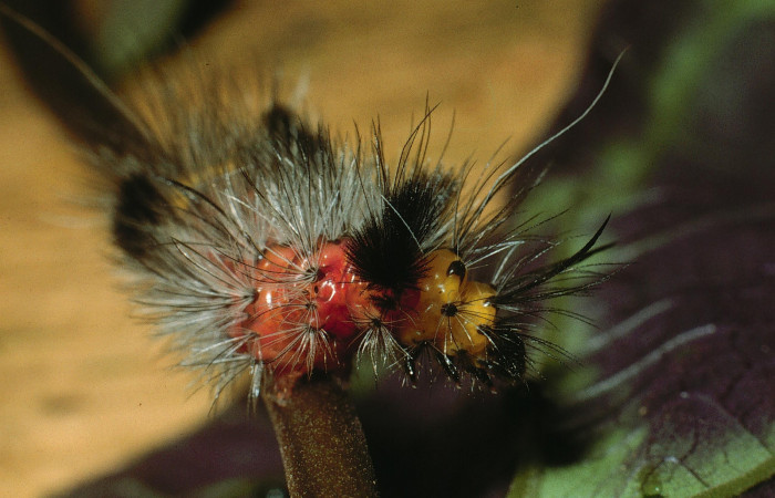Figura 2. Larva <i>Cosmosoma zurcheri</i> (Erebidae), el dorso es color rojo con pelos blancos y negros, en la parte de atrás y el cuello es amarillo, posición frontal cabeza, mide 25 aproximadamente. Planta hospedera <i>Mikania guaco</i>, (Asteraceae). Voucher: 03-SRNP-11869-DHJ75926.jpg.