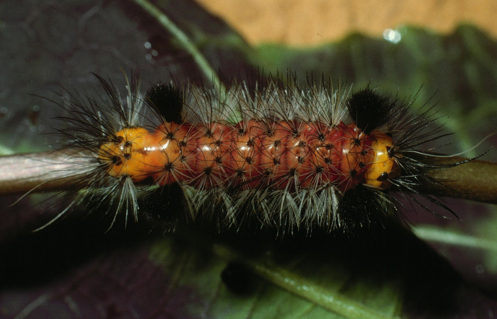 Figura 4. Larva <i>Cosmosoma zurcheri</i> (Erebidae), el dorso es color rojo con pelos blancos y negros, en la parte de atrás y el cuello es amarillo, posición dorsal, mide 25 mm aproximadamente. Planta hospedera <i>Mikania guaco</i>, (Asteraceae). Voucher: 03-SRNP-11869-DHJ75928.jpg.