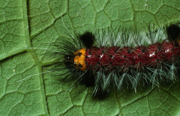 Figura 5. Larva <i>Cosmosoma zurcheri</i> (Erebidae), el dorso es color rojo con pelos blancos y negros, en la parte de atrás y el cuello es amarillo, posición lateral atras mide 25 mm aproximadamente. Planta hospedera <i>Mikania guaco</i>, (Asteraceae). Voucher: 03-SRNP-11867-DHJ75922.jpg.