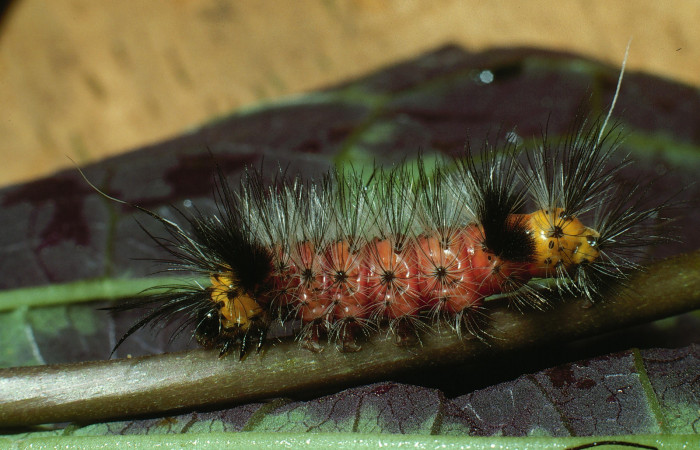Figura 6. Larva <i>Cosmosoma zurcheri</i> (Erebidae), el dorso es color rojo con pelos blancos y negros, en la parte de atrás y el cuello es amarillo, posición lateral, mide 25 mm aproximadamente. Planta hospedera <i>Mikania guaco</i>, (Asteraceae). Voucher: 03-SRNP-11869-DHJ75935.jpg.