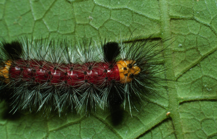 Figura 7. Larva <i>Cosmosoma zurcheri</i> (Erebidae), el dorso es color rojo con pelos blancos y negros, en la parte de atrás y el cuello es amarillo, posición dorsal, mide 45 mm aproximadamente. Planta hospedera <i>Mikania guaco</i>, (Asteraceae). Voucher: 03-SRNP-11867-DHJ75923.jpg.