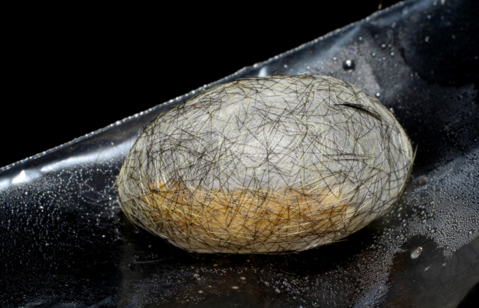 Figura 8. Capullo <i>Cosmosoma zurcheri</i> (Erebidae), es color blanco envuelto en una seda y pelos, mide 25 mm aproximadamente. Voucher: 06-SRNP-41055-DHJ414285.jpg.