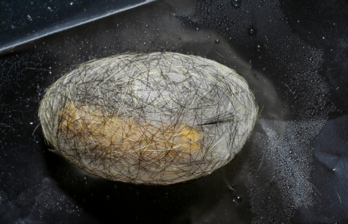Figura 9. Capullo <i>Cosmosoma zurcheri</i> (Erebidae), es color blanco envuelto en una seda y pelos, mide 25 mm aproximadamente Voucher: 06-SRNP-41055-DHJ414286.jpg.