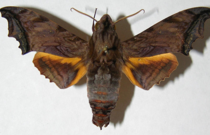 Fig. 01. Adulto <i>Nyceryx stuarti</i> (Sphingidae), macho en vista dorsal, 60mm de longitud. Voucher: 06-SRNP-32218-DHJ347520.jpg.