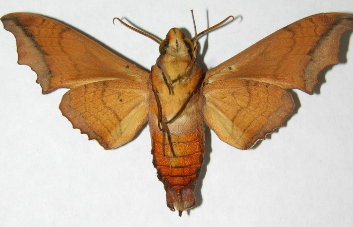 Fig.02. Adulto <i>Nyceryx stuarti</i> (Sphingidae), macho en vista ventral, 60mm de longitud. Voucher: 06-SRNP-32218-DHJ347521.jpg.