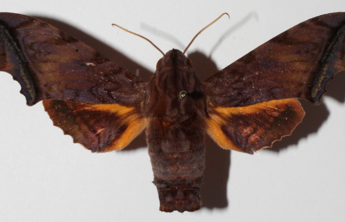 Fig.03. Adulto <i>Nyceryx stuarti</i> (Sphingidae), hembra en vista dorsal, 55mm de longitud. Voucher: 14-SRNP-46454-DHJ903876.jpg.