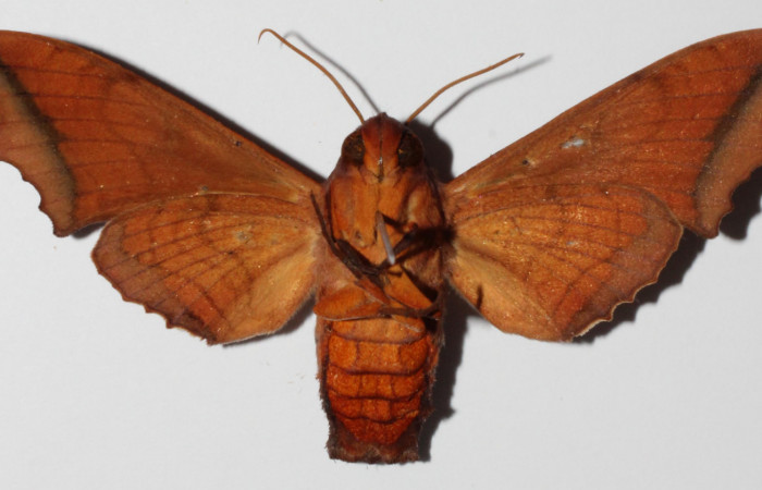 Fig.04. Adulto <i>Nyceryx stuarti</i> (Sphingidae), hembra en vista ventral, 55mm de longitud. Voucher: 14-SRNP-46454-DHJ903877.jpg.