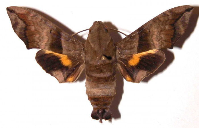Fig.05. Adulto <i>Perigonia lusca</i> (Sphingidae), hembra en vista dorsal, 59mm de longitud. Voucher: 98-SRNP-9324-DHJ35862.jpg.