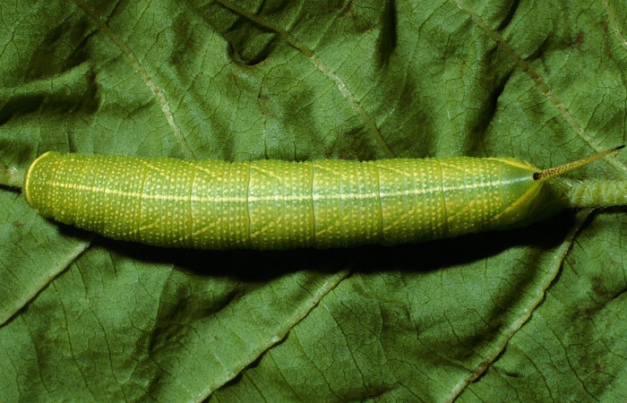 Fig.06. Larva <i>Perigonia lusca</i> (Sphingidae), penúltimo estadío, vista dorsal, 31mm de longitud. Voucher: 03-SRNP-2917-DHJ71900.jpg.