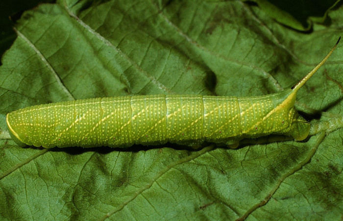 Fig.07. Larva <i>Perigonia lusca</i> (Sphingidae), penúltimo estadío, vista lateral, 31mm de longitud. Voucher: 03-SRNP-2917-DHJ71901.jpg.