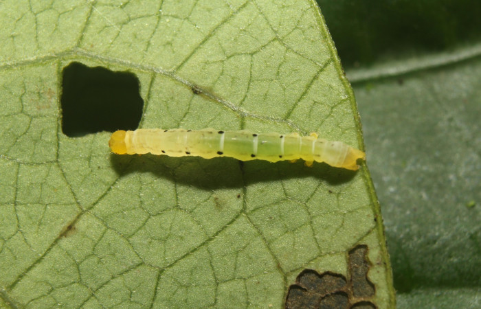 Fig. 12 Larva [I]Prorifrons tremula</i> ((Lasiocampidae), Estacion Pitilla, sector Pitilla, 675m.07-SRNP-33427-DHJ430612.jpg