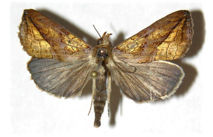 Fig. 1 Adulto <i>Prorifrons nox</i> (Lasiocampidae, vista dorsal mide 69mm. Casa Fran, Sector Cacao, 1140m. 03-SRNP-3664-DHJ319370.

