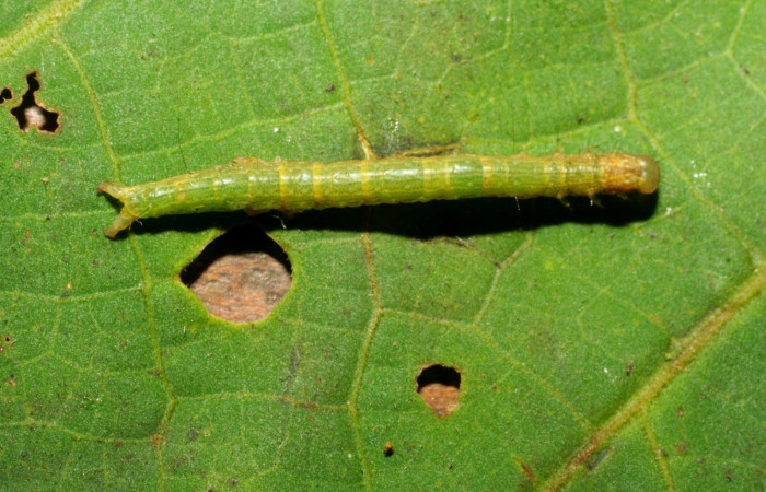 Fig. 3 Larva <i>Prorifrons nox</i> (Lasiocampidae), mide 26mm. Casa Fran, Sector Cacao, 1140m. 03-SRNP-3664-DHJ400440.