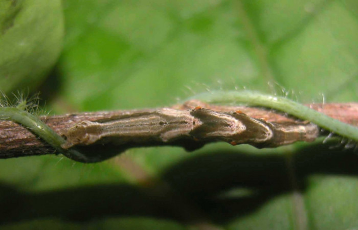 Fig. 5 Larva [I] Prorifrons nox</i> (Lasiocampidae), mide 52mm. Casa Fran, Cacao, 1140m. 03-SRNP-3664-DHJ400444.