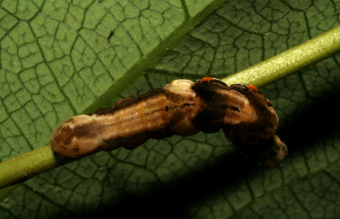 Fig. 7 Larva <i> Prorifrons nox</i> (Lasiocampidae), mide 52mm. Casa Fran, sector Cacao, 1140m. 20-SRNP-37514-DHJ771588.jpg