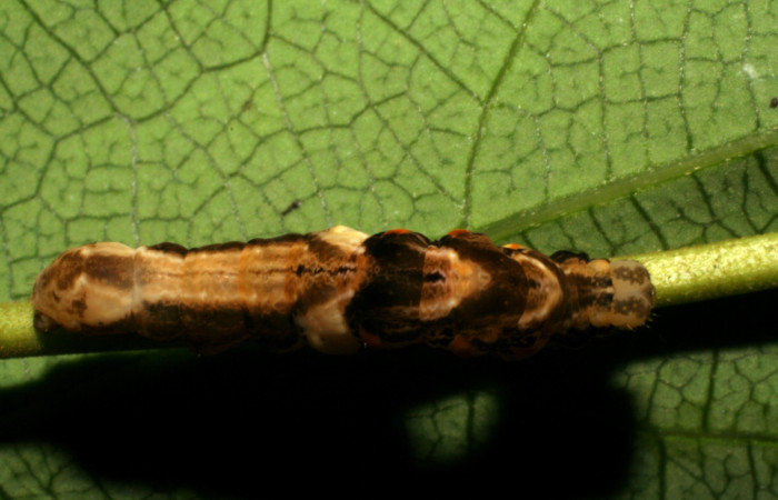 Fig. 8 Larva <i> Prorifrons nox</i> (Lasiocampidae), mide 52mm. Casa Fran, sector Cacao, 1140m. 20-SRNP-37514-DHJ771589.jpg
