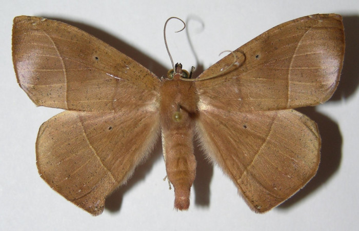 Fig. 17. Vista dorsal de <i>Herbita medama</i> (Geometridae).Voucher: 00-SRNP-387- DHJ324796.jpg.       