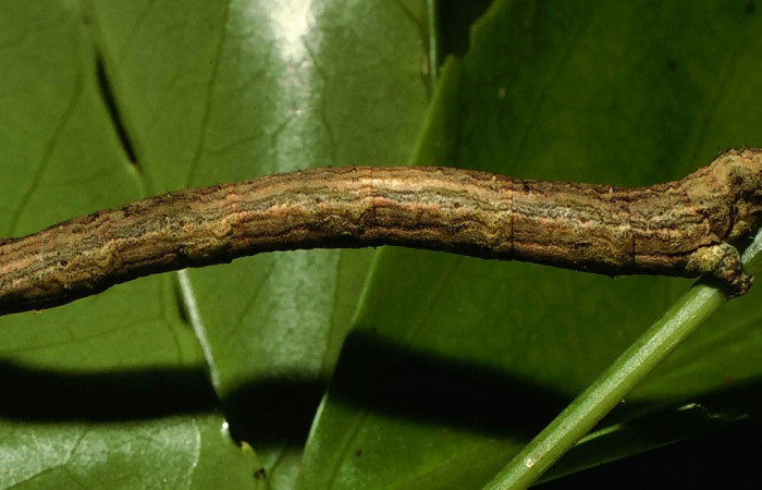 Fig. 8. Vista lateral de <i>Herbita medama</i> (Geometridae), en planta hospedera <i>Dendropanax arboreus</i> (Araliaceae). Voucher: 00-SRNP-387-DHJ52649.jpg.       