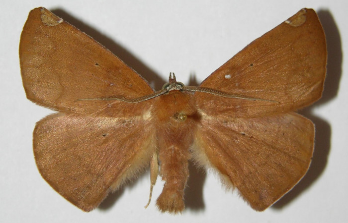 Fig. 18. Vista dorsal de <i>Herbita aglausaria</i> (Geometridae).Voucher: 00-SRNP-9244-DHJ324724jpg.