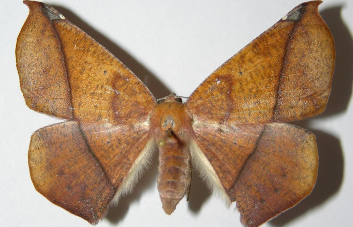 Fig. 19. Vista dorsal de <i>Herbita</i> medonaDHJ02 (Geometridae). Voucher: 01-SRNP-10566-DHJ325198.