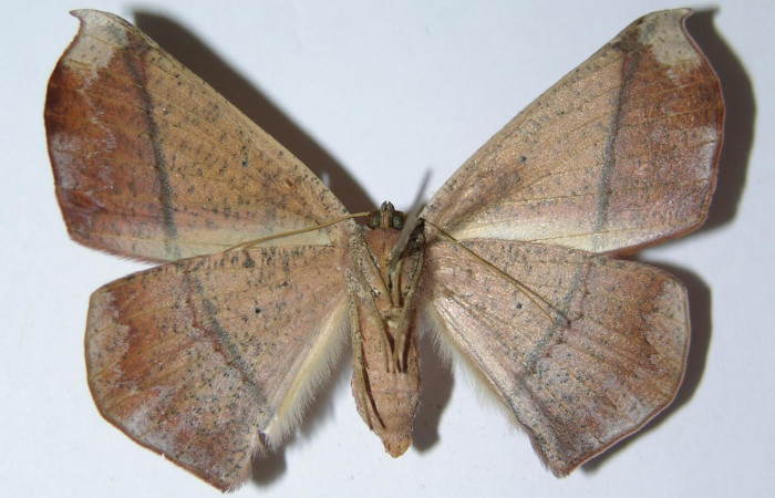 Fig. 20. Vista ventral de hembra de <i>Herbita</i> medonaDHJ02 (Geometridae). Voucher: 01-SRNP-10566-DHJ325199.