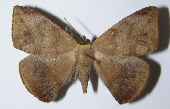 Fig. 21. Vista ventral de hembra de <i>Herbita lilacina</i> (Geometridae). Voucher: 05-SRNP-3175-DHJ324772.