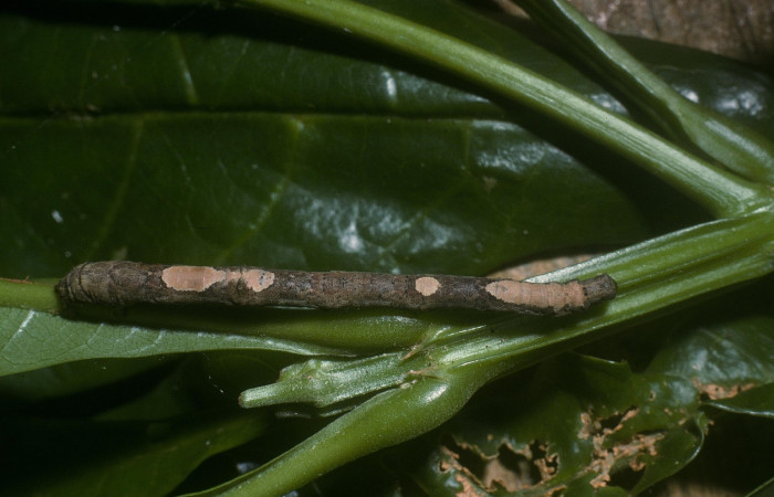 Fig. 10. Vista lateral de <i>Herbita lilacina</i> (Geometridae), en planta hospedera <i>Vochysia guatemalensis</i> (Vochysiaceae). Voucher: 05- SRNP-40700-DHJ89032.jpg.       