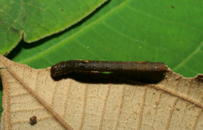 Fig. 5. Vista dorsal de <i>Herbita medona</i> (Geometridae), en planta hospedera <i>Miconia argentea</i> (Melastomataceae). Voucher: 06- SRNP-32429-DHJ415776.jpg.