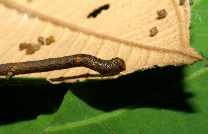 Fig. 2. Vista lateral de <i>Herbita</i> medona (Geometridae), en una de las plantas hospedera <i>Miconia xalapensis</i> (Melastomataceae). Voucher: 06-SRNP-32429-DHJ415780.jpg.       