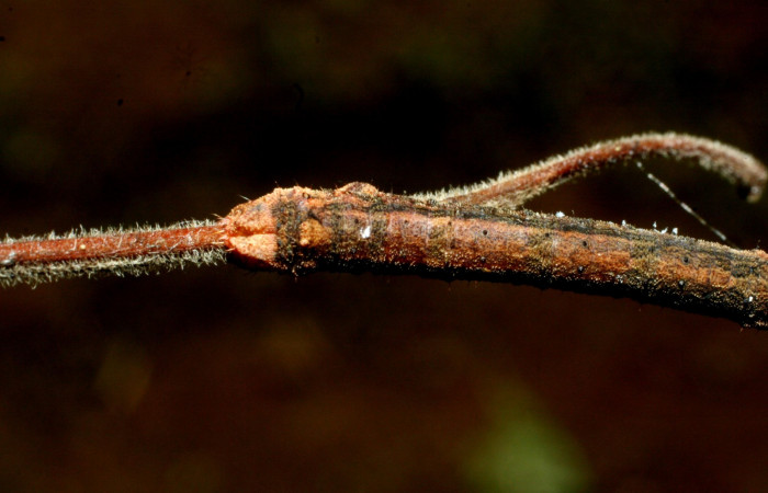 Fig. 4. Vista dorsal de la parte trasera <i>Herbita medona</i> (Geometridae), en planta hospedera </i>Cedrela odorata (Meliaceae).Voucher: 09-SRNP-31755-DHJ455161.jpg.