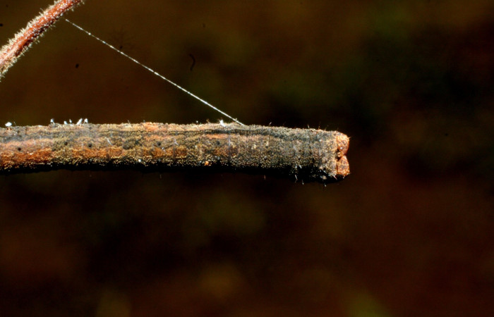 Fig. 3. Vista dorsal del tórax <i>Herbita medona</i> (Geometridae), suspendido de un hilo de seda, en planta hospedera <i>Cedrela odorata</i> (Meliaceae). Voucher: 09-SRNP-31755-DHJ455162.JPG.       