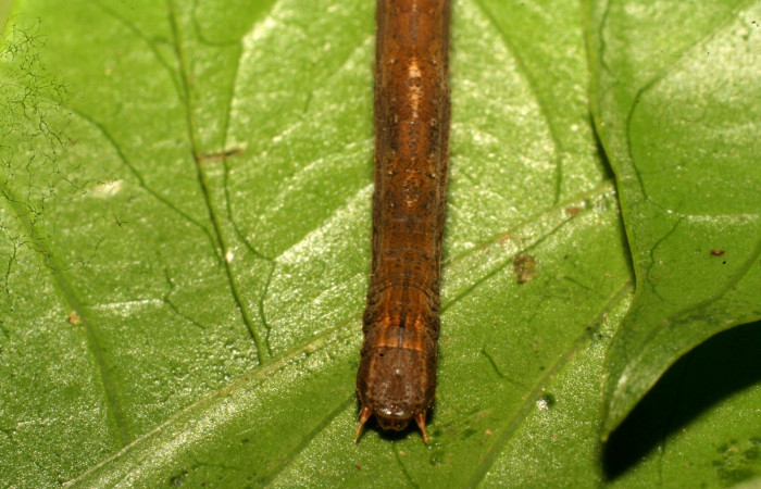 Fig. 13. Vista dorsal de tórax y cabeza de <i>Herbita</i> medonaDHJ03 (Geometridae), en planta hospedera <i>Augusta rivalis</i> (Rubiaceae). Voucher: 10-SRNP-69603-DHJ473861.