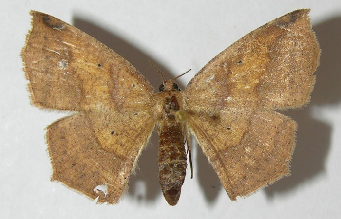 Fig. 22. Vista dorsal de <i>Herbita</i> medonaDHJ03 (Geometridae). Voucher: 11-SRNP-65210-DHJ548918