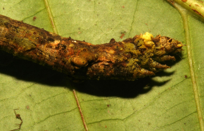 Fig. 14. Vista ventral de tórax y cabeza de <i>Herbita </i>medonaDHJ02 (Geometridae), en planta hospedera <i>Guarea rhopalocarpa</i> (Meliaceae). Voucher: 12-SRNP-30349-DHJ485183.jpg.