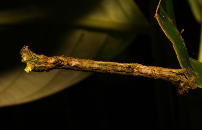 Fig. 15. Vista lateral de <i>Herbita</i> medonaDHJ02 (Geometridae), en planta hospedera <i>Guarea rhopalocarpa</i> (Meliaceae).Voucher: 12-SRNP-30350-DHJ485189.jpg.