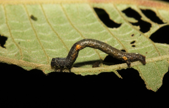 Fig. 6. Vista lateral de <i>Herbita medona</i> (Geometridae), en planta hospedera <i>Miconia xalapensis</i> (Melastomataceae).Voucher:19-SRNP-26187-DHJ761083.jpg
