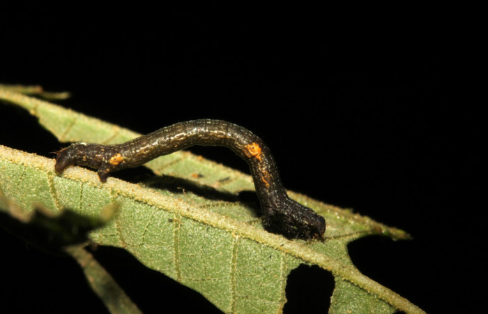 Fig. 7. Vista lateral de <i>Herbita medona</i> (Geometridae), en planta hospedera <i>Miconia xalapensis</i> (Melastomataceae). Voucher: 19-SRNP-26187-DHJ761084.jpg.
